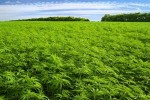 The Full Research of the Cannabis