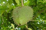 Graviola Leaf For Cancer (Soursop)