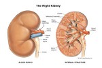 Fasting For Kidney Damage